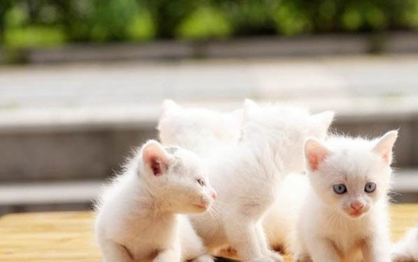 猫咪最多能活多少年