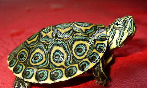 巴西龟怕太阳晒吗