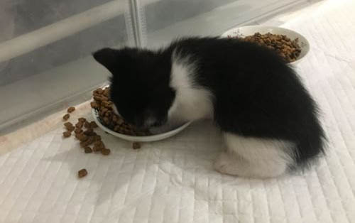 小猫出生多久可以吃猫粮