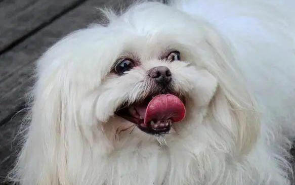 狗狗产崽需要人帮忙吗