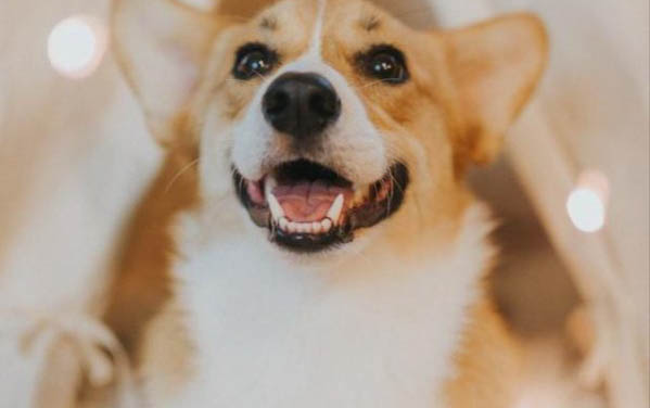 狗狗为什么会过于肥胖肚子很大?