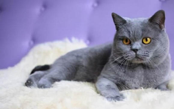 猫咪在家为什么打架会叫呢