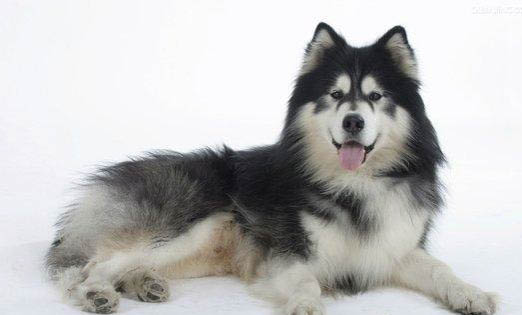 阿拉斯加雪橇犬哈士奇怎么区分