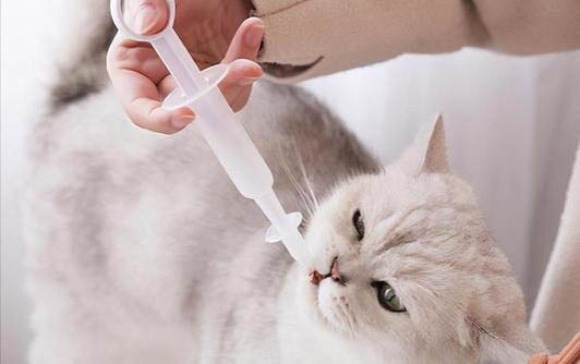 为什么猫会得猫瘟