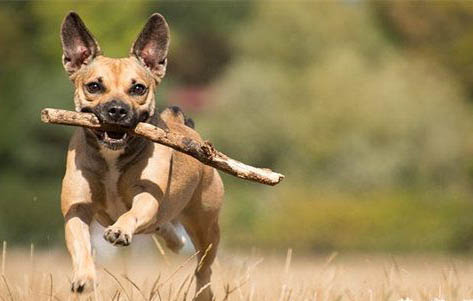 东德牧羊犬纯黑幼犬价格