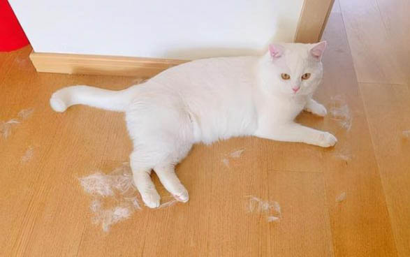 猫冬天需要电热毯吗