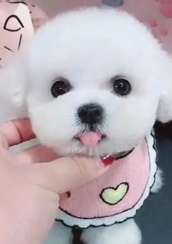 怎么辨别比熊是不是纯种