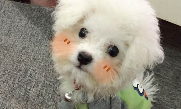 狗狗怀孕可以吃骨头吗