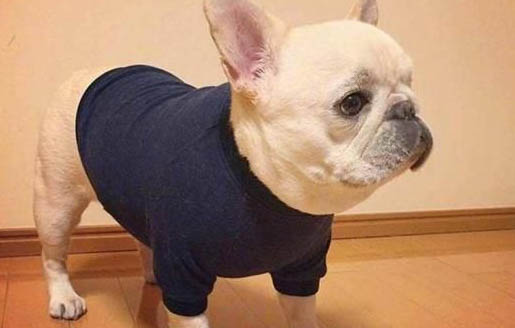 法国斗牛犬如何训练