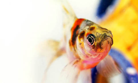 金鱼吃水面泡泡正常吗