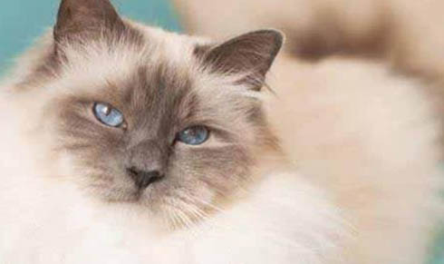 伯曼猫尿闭的原因及处理方法