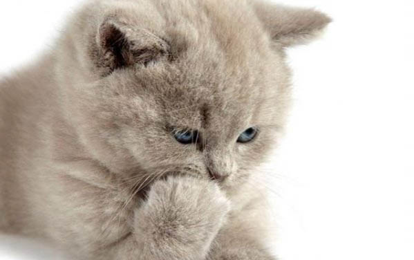 猫能吃山楂吗