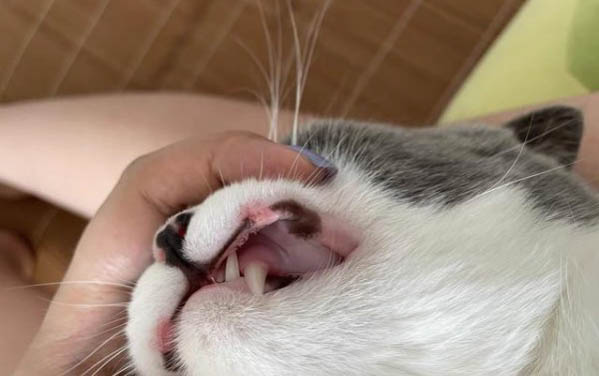 小猫多大可以用猫砂盆