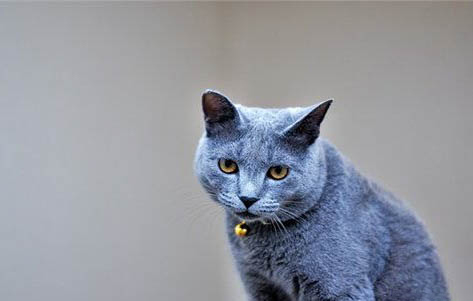 蓝猫折耳猫一定会发病吗