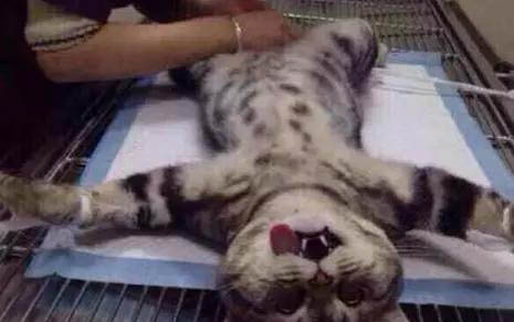 猫咪为什么会得口腔炎