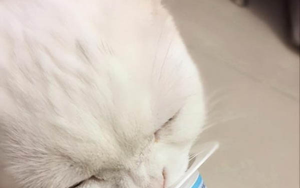 请问猫咪呕吐的原因及处理方法？
