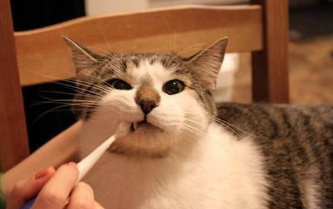 怎么训练小猫使用猫砂盆