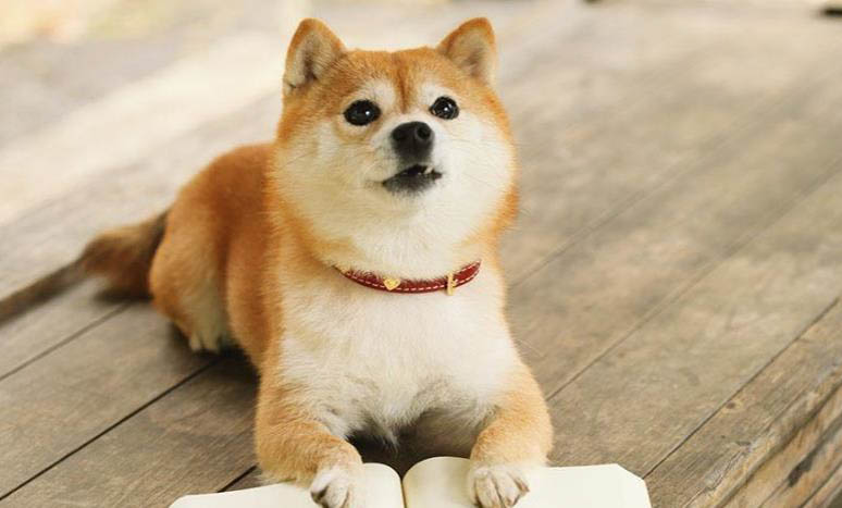 柴犬为什么