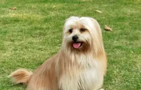 鲜肉狗粮哪个牌子好