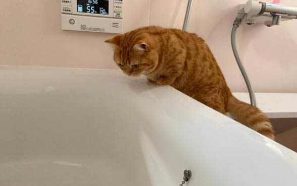 小猫发情期一般是多久？