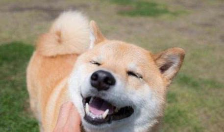柴犬属于什么犬类