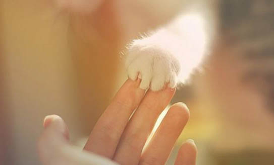 幼猫得了猫鼻支怎么办能治好吗