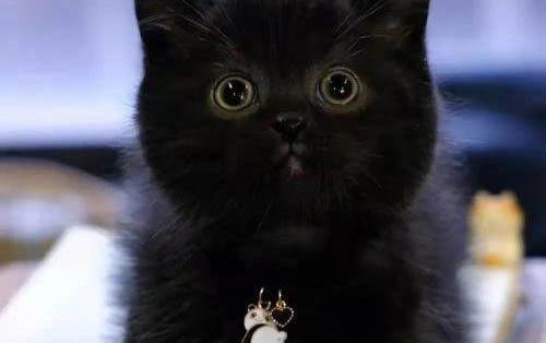 猫鼻子上有个硬硬的包