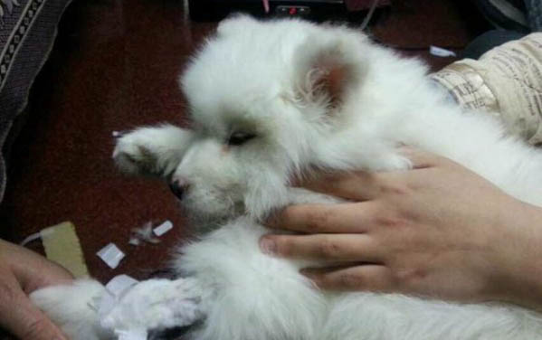 小金毛喂多少狗粮