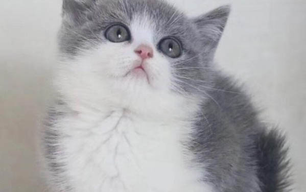 请问猫咪呕吐的原因及处理方法?