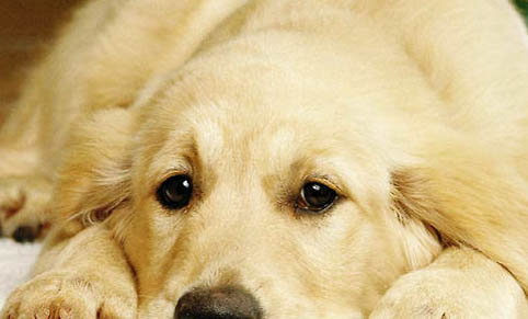 宠物狗尿道出血的原因及处理方法