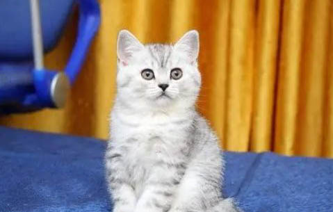 如何判断英短蓝猫发情