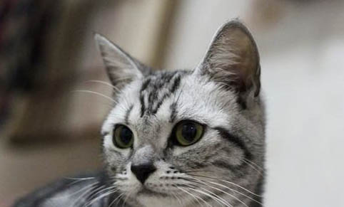 治疗猫鼻炎妙招