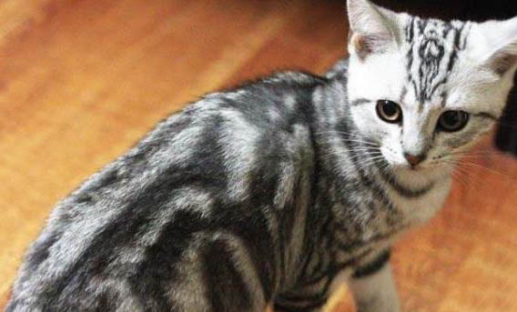 请问猫咪呕吐的原因及处理方法?