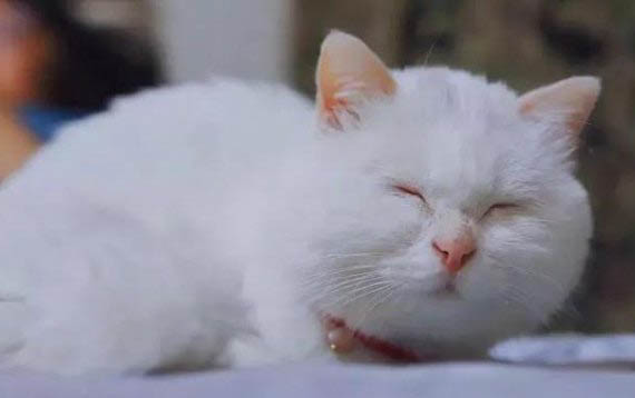 猫能吃蓝莓嘛