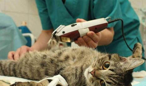 猫咪老喜欢咬人手怎么办