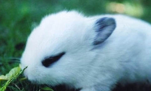 兔子可以吃白萝卜吗