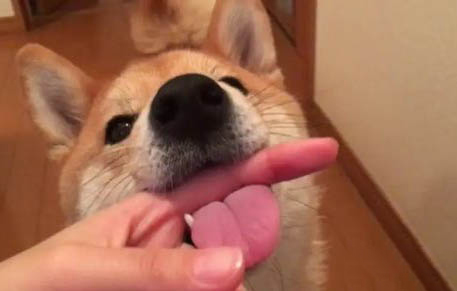 柴犬和金毛哪个聪明
