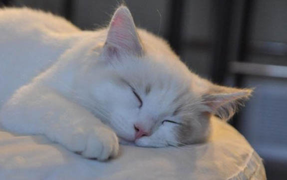 为什么小猫生下来就有跳蚤