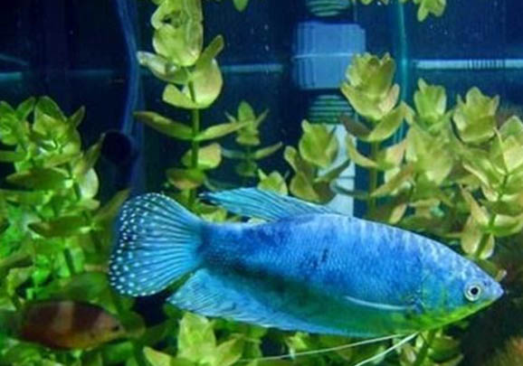 新手怎么养鱼才不会死了