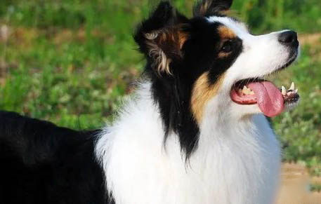 冰岛牧羊犬攻击性很强吗