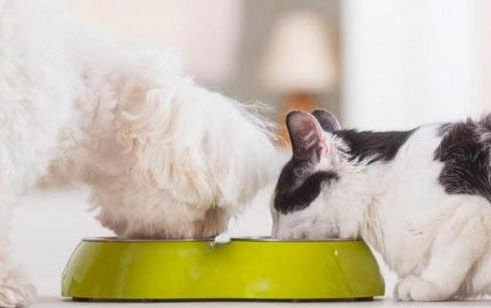 猫咪多大可以洗澡