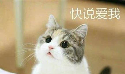 猫咪眼睛被打充血瞳孔变小