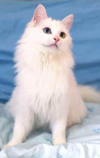 狮子猫一条多少钱一只