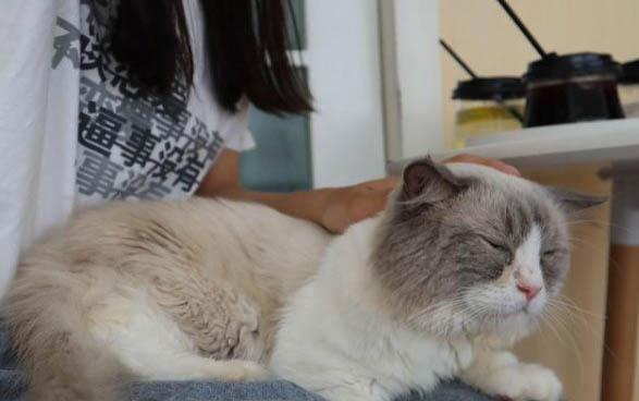 猫咪多久吃一次猫条比较好?