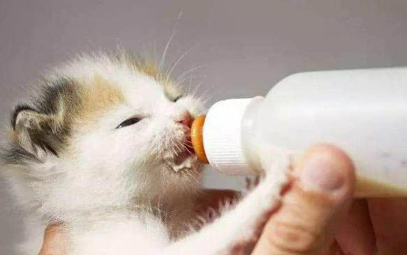 小猫得腹水多久会死亡