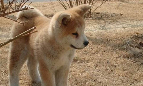 狗狗打完狂犬疫苗多久能出门?