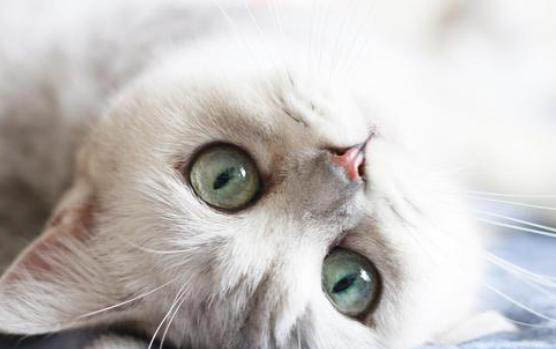 四个月猫咪体内驱虫吃多少比较好