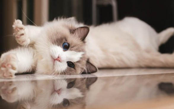 布偶猫热的表现有哪些