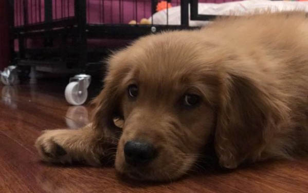 狗狗疫苗哪个牌子的好