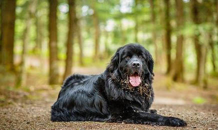 纽芬兰犬拉稀带血的原因及处理方法